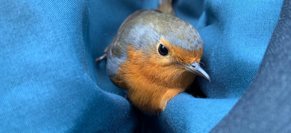 A charming European robin nestled in blue fabric, showcasing its vibrant orange breast.