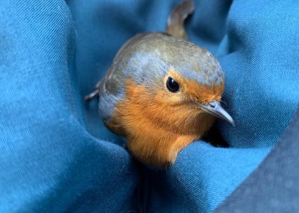 A charming European robin nestled in blue fabric, showcasing its vibrant orange breast.